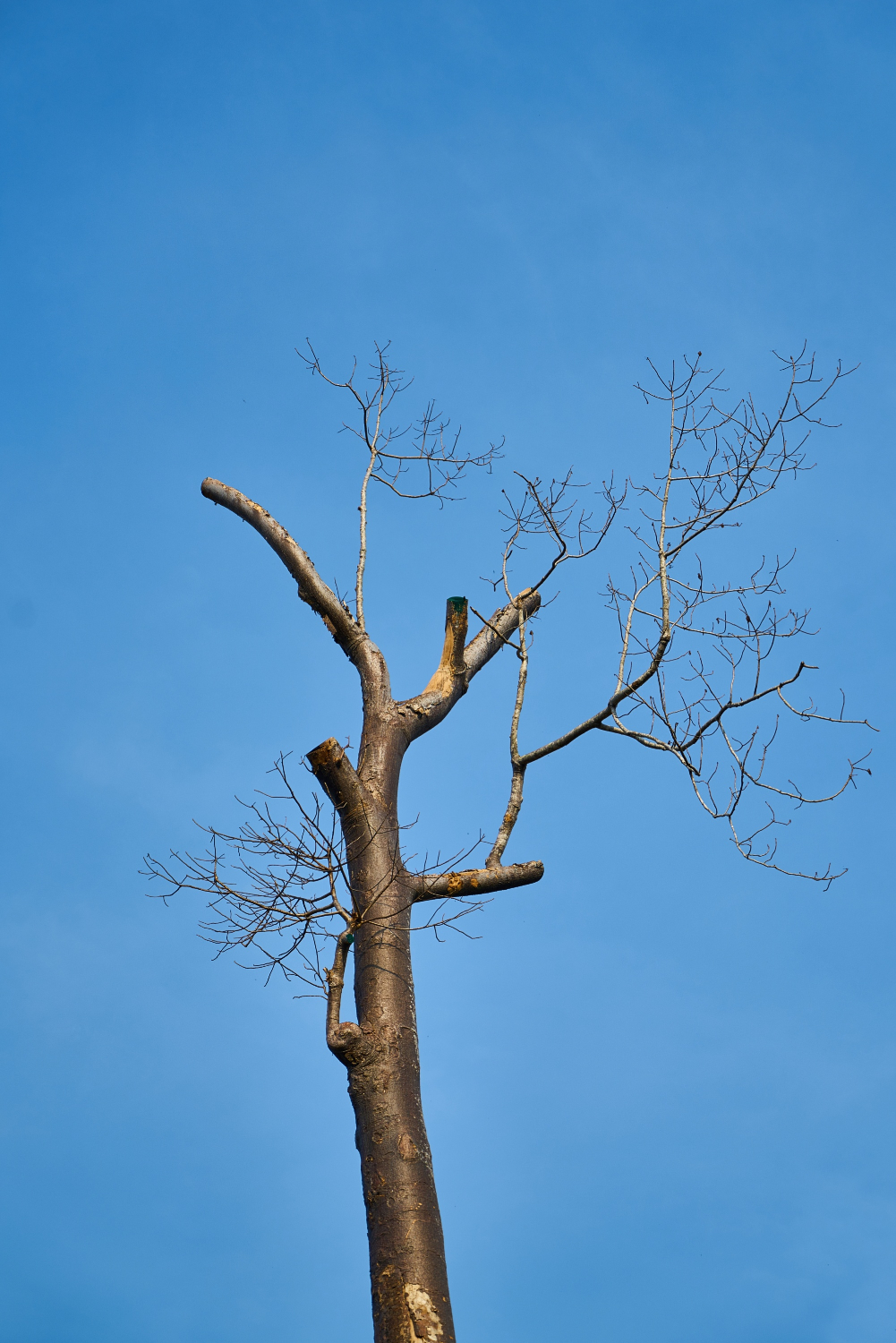 Démontage d'arbre par rétention